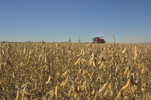 Image courtesy United Soybean Board on Flickr: https://www.flickr.com/photos/unitedsoybean/10059855935/
