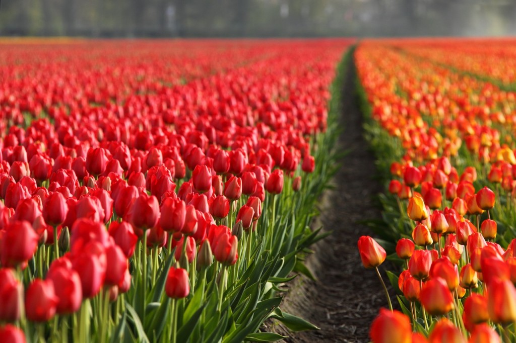 Image by Pixabay. https://pixabay.com/en/tulips-tulip-field-fields-orange-2546/