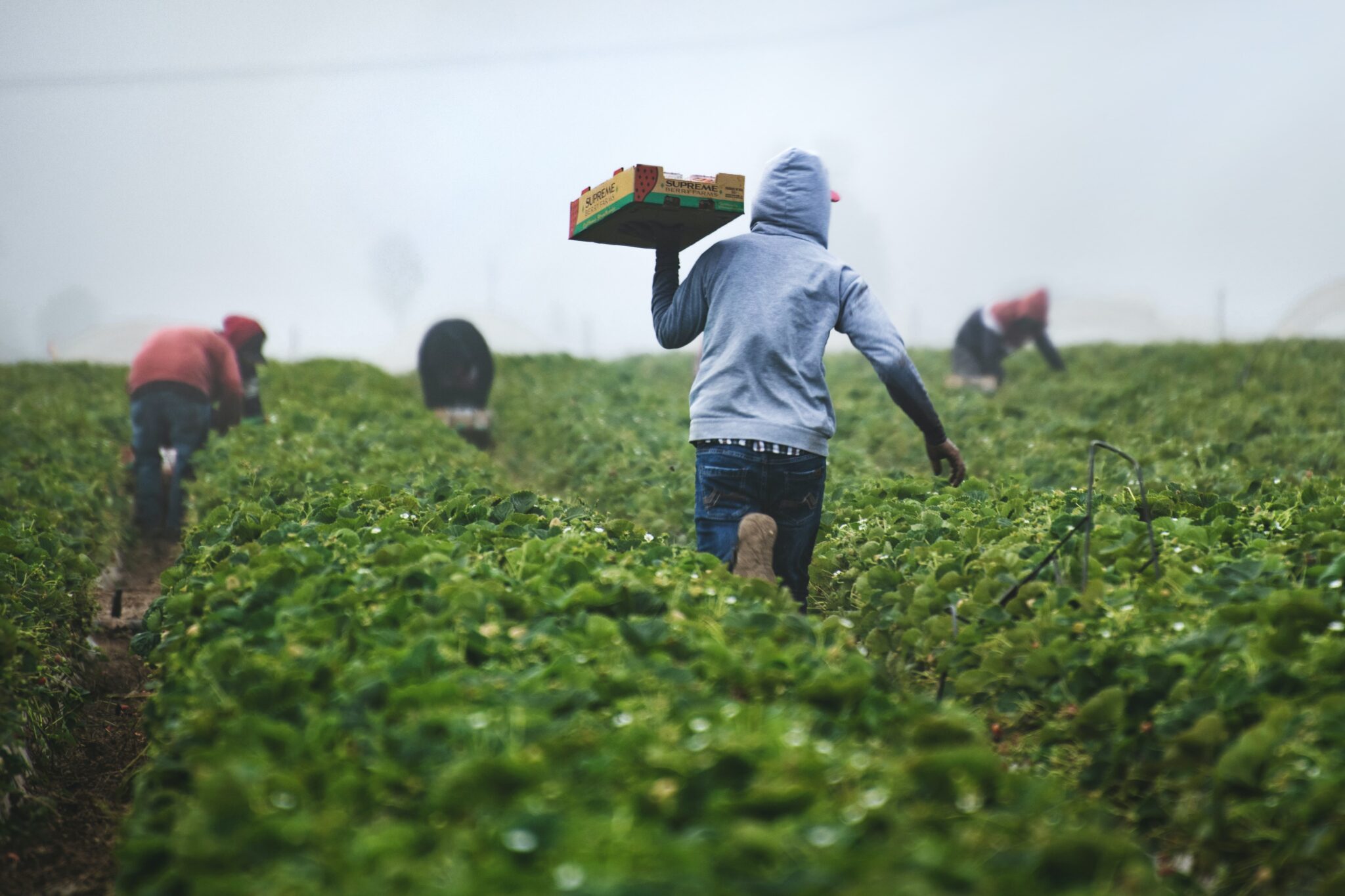 The social benefits of seasonal worker programs Policy Forum