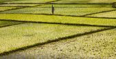 Is India's groundwater crisis a crisis of environment or a crisis of policy