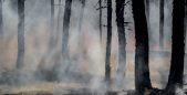 smoldering bushland