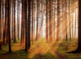 Trees in the forest in the golden hour